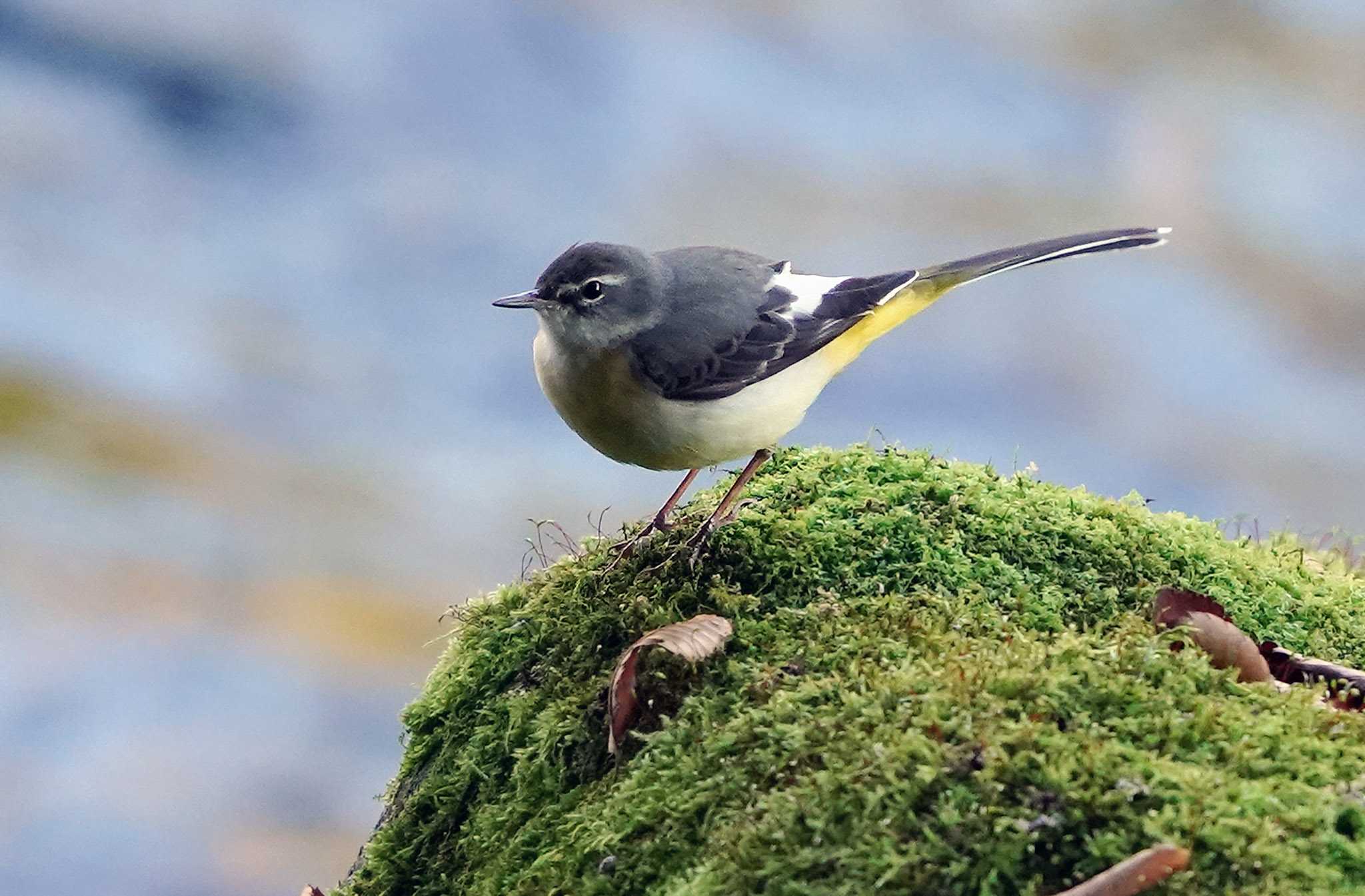 苔生す岩の上のキセキレイ😄