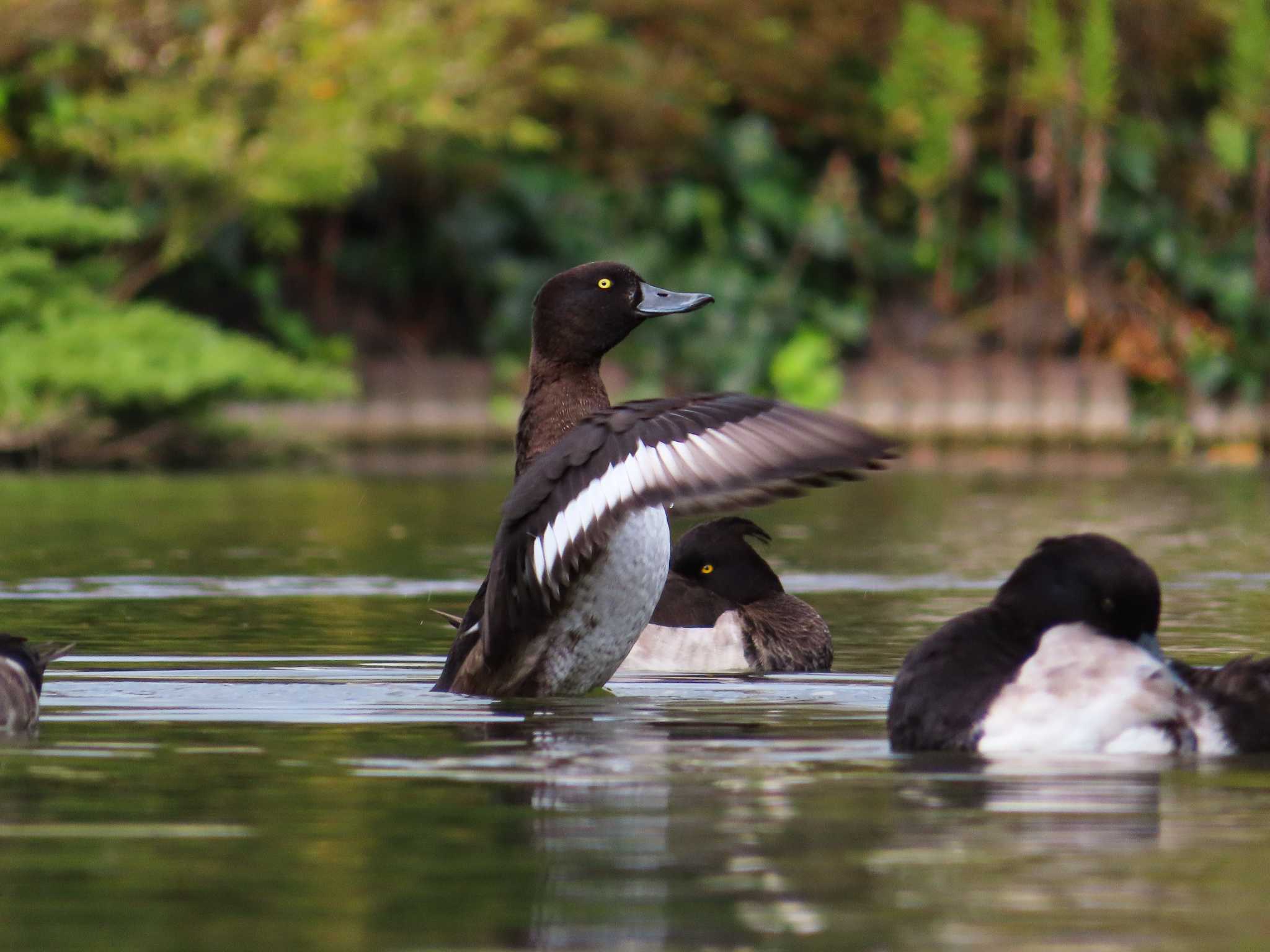 大池親水公園 キンクロハジロの写真