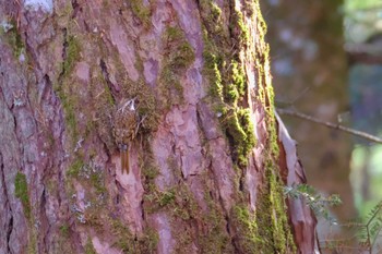 Eurasian Treecreeper 吉田口・馬返(富士山) Sun, 11/6/2022