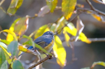 Red-flanked Bluetail 吉田口・馬返(富士山) Sun, 11/6/2022