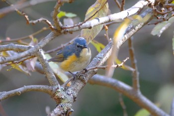 Red-flanked Bluetail 吉田口・馬返(富士山) Sun, 11/6/2022