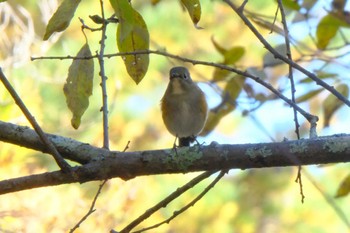 Red-flanked Bluetail 吉田口・馬返(富士山) Sun, 11/6/2022