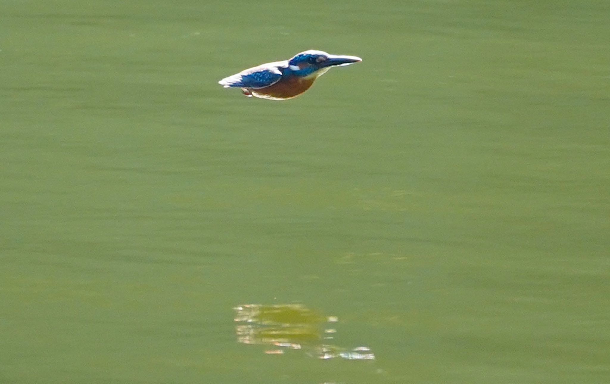 Common Kingfisher