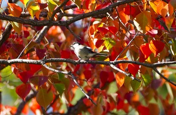 Japanese Tit 千里南公園 Sun, 11/6/2022