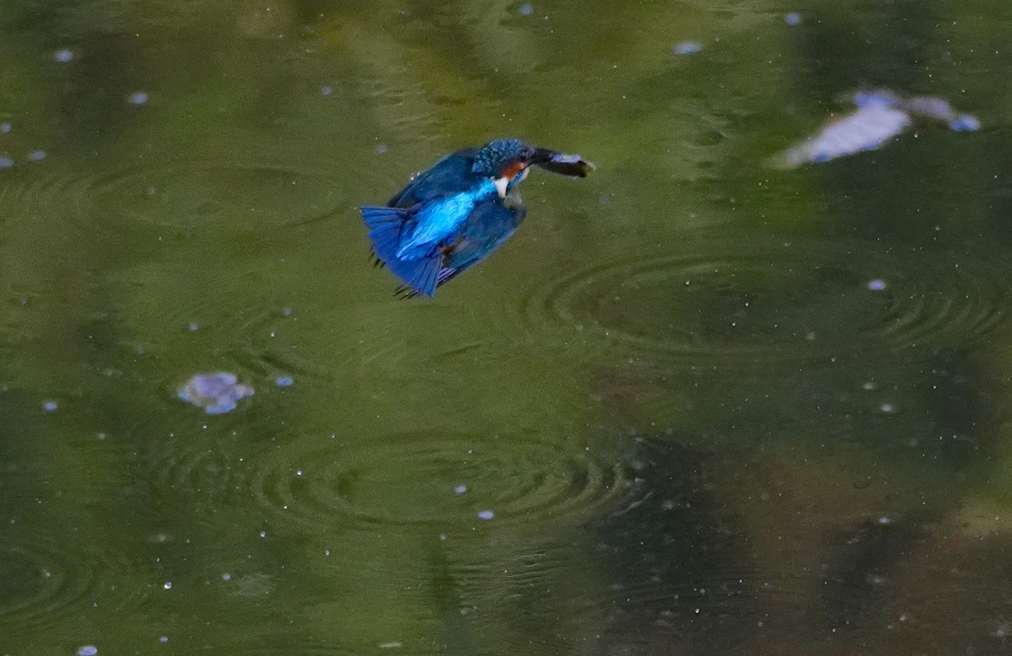 山田西公園 カワセミの写真