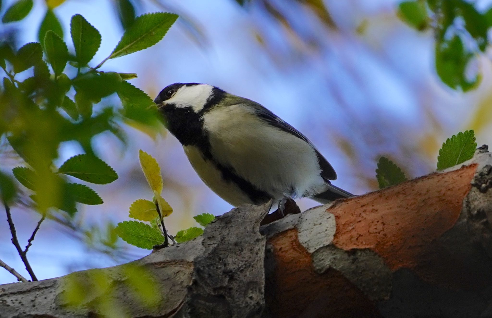 Photo of Japanese Tit at 山田西公園 by アルキュオン