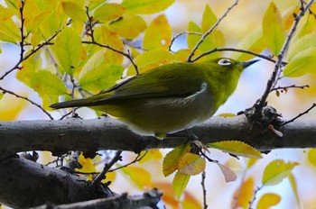 2022年11月6日(日) 山田西公園の野鳥観察記録
