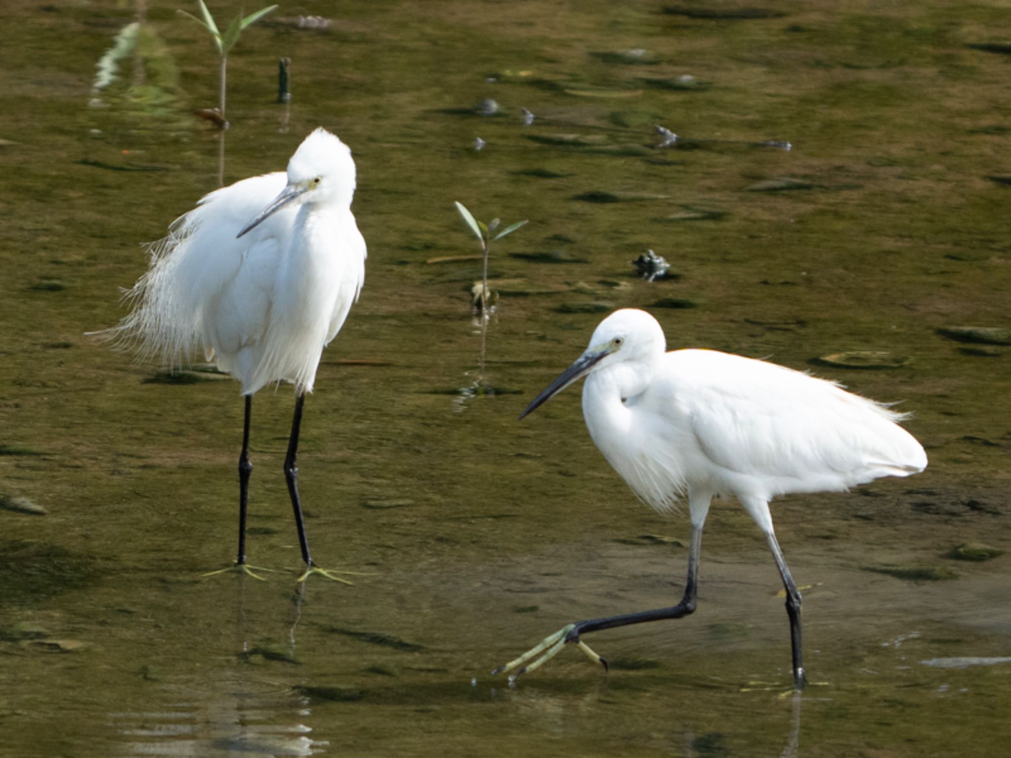 Sungei Buloh Wetland Reserve コサギの写真 by T K