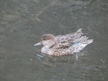 2022年11月3日(木) 調布市仙川の野鳥観察記録