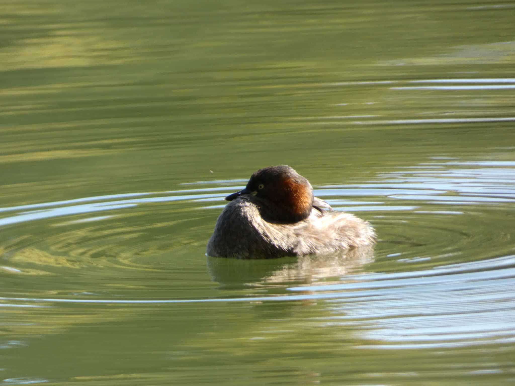 井の頭公園 カイツブリの写真 by かせん