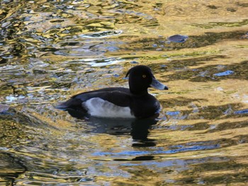 2022年11月6日(日) 井の頭公園の野鳥観察記録