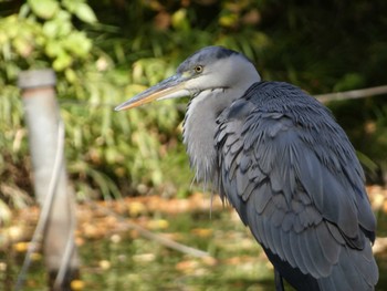 アオサギ 井の頭公園 2022年11月6日(日)