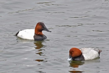 Canvasback