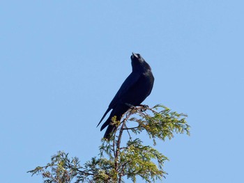 Carrion Crow Nagahama Park Sun, 11/6/2022