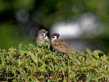 Eurasian Tree Sparrow Nagahama Park Sun, 11/6/2022