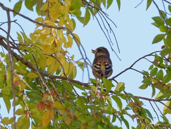 Grey-capped Greenfinch Nagahama Park Sun, 11/6/2022