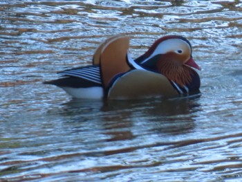 Mandarin Duck Mizumoto Park Sun, 11/6/2022