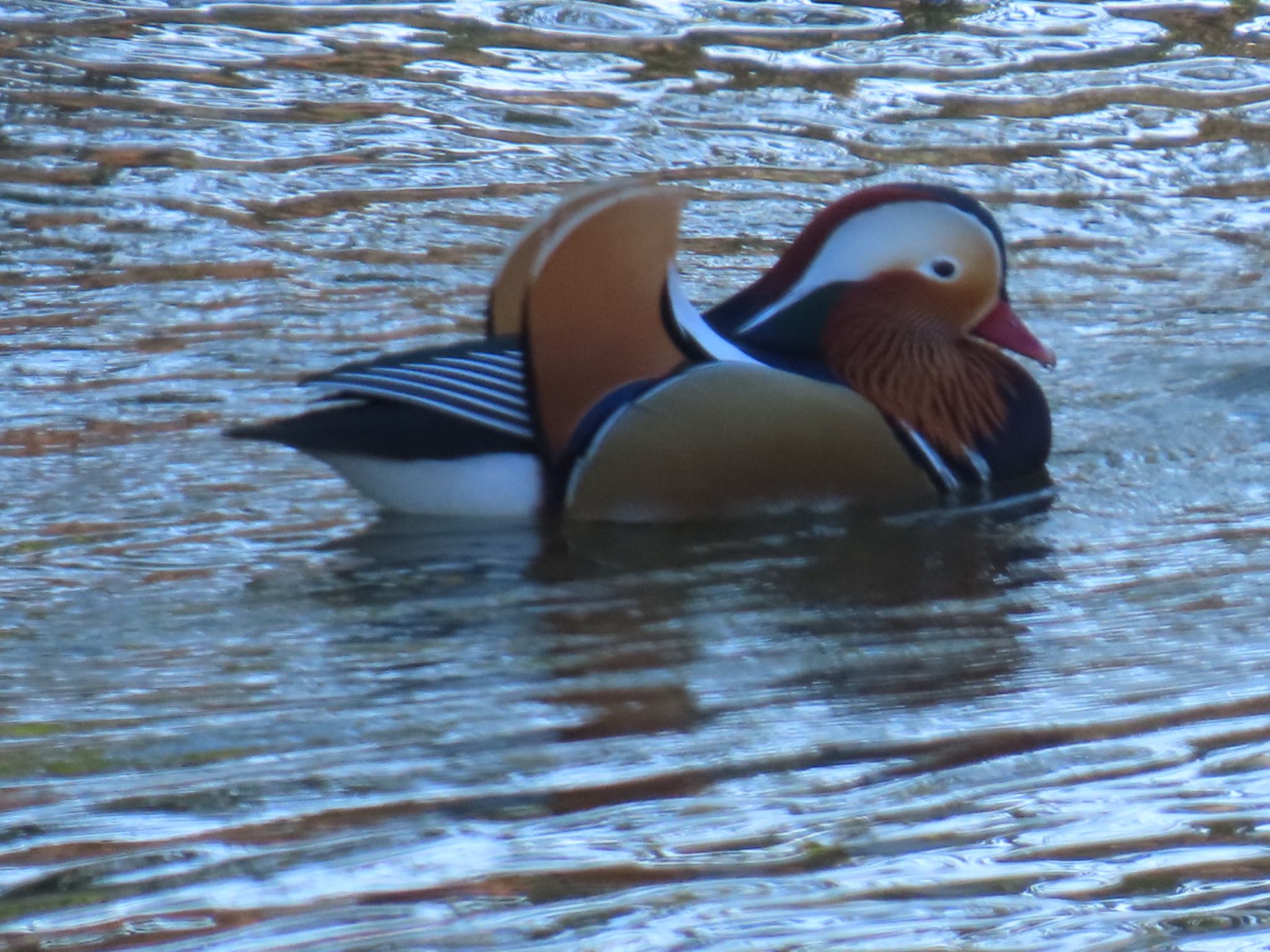 Photo of Mandarin Duck at Mizumoto Park by toritoruzo 