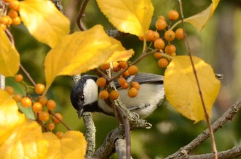 Japanese Tit Mizumoto Park Sat, 11/5/2022