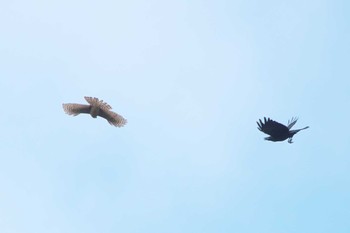 Sat, 11/5/2022 Birding report at 池子の森自然公園