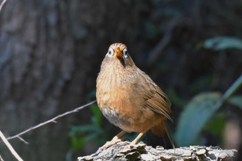 ガビチョウ 秋ヶ瀬公園 2022年11月6日(日)