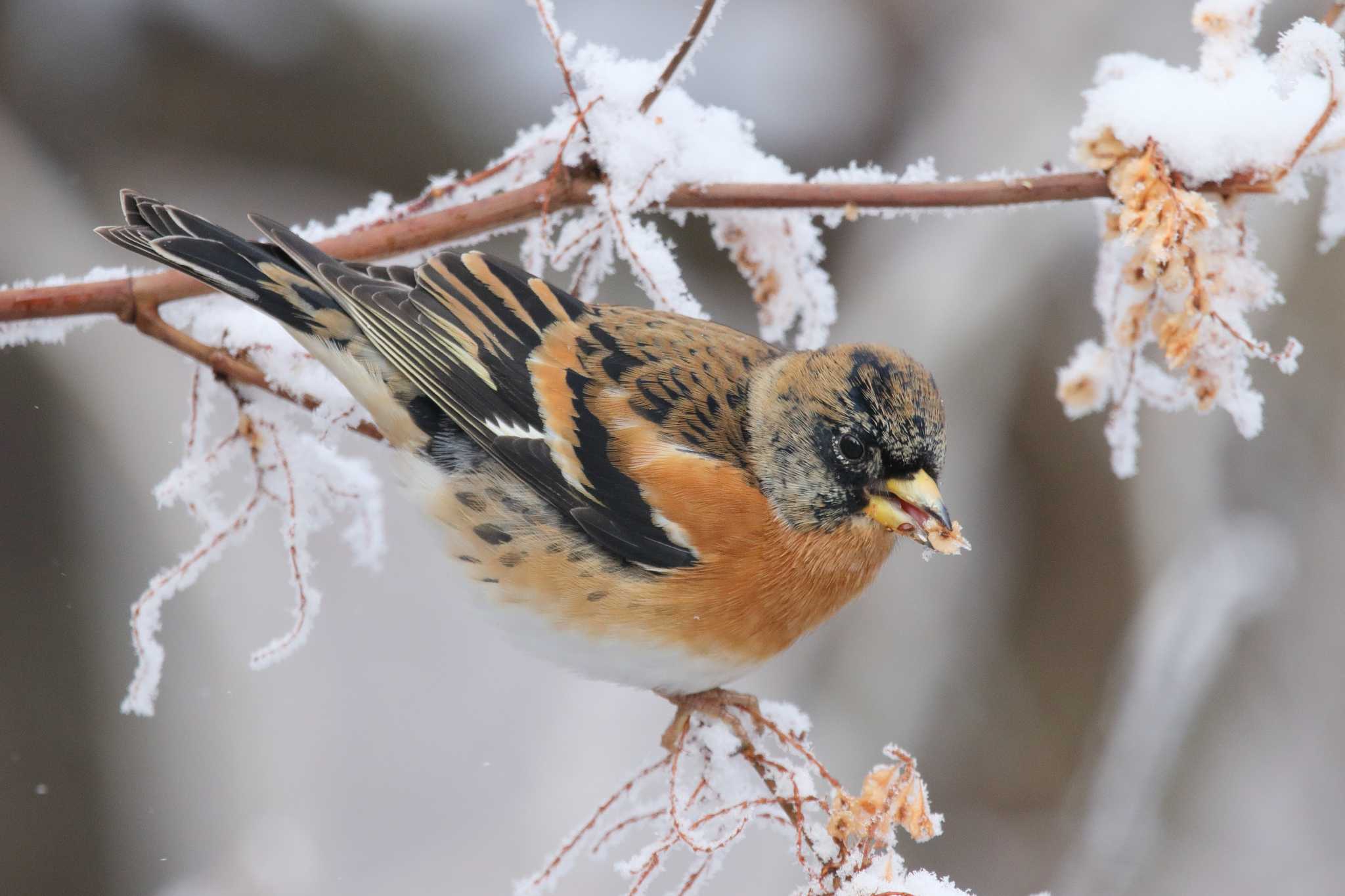 Photo of Brambling at  by みっちー