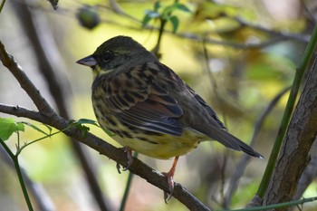 アオジ 秋ヶ瀬公園 2022年11月6日(日)