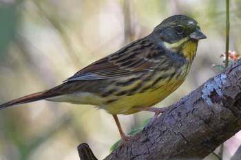 アオジ 秋ヶ瀬公園 2022年11月6日(日)