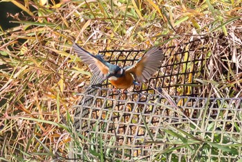 Common Kingfisher 横浜市 Fri, 11/4/2022