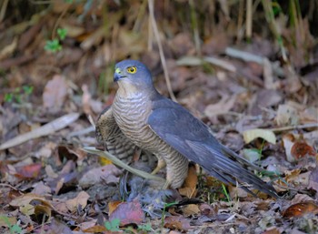 Japanese Sparrowhawk 東京都立桜ヶ丘公園(聖蹟桜ヶ丘) Sun, 11/6/2022