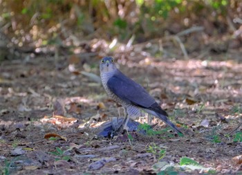 Japanese Sparrowhawk 東京都立桜ヶ丘公園(聖蹟桜ヶ丘) Sun, 11/6/2022