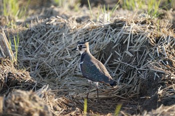 Northern Lapwing 斐伊川河口 Sun, 11/6/2022