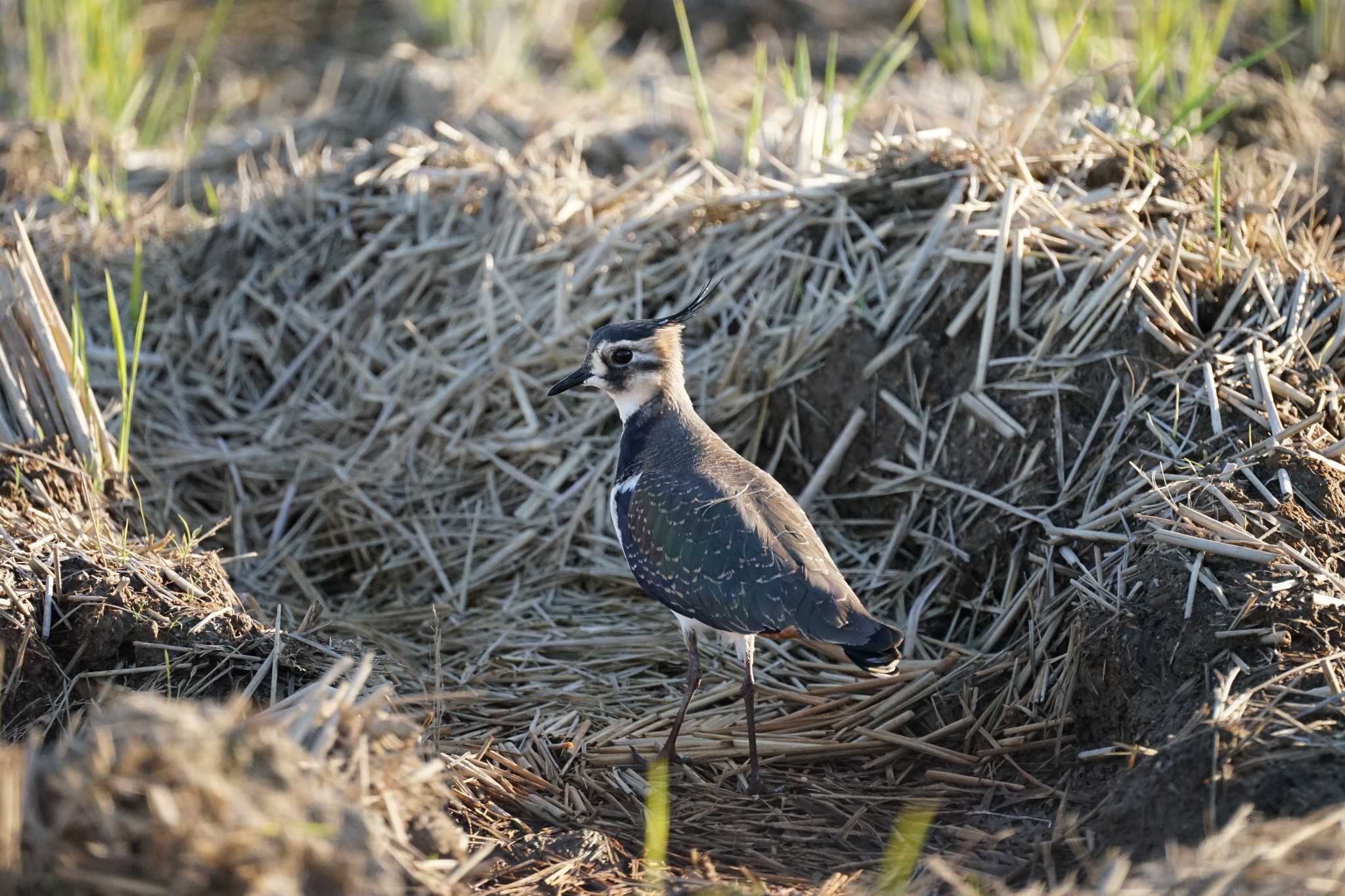 Photo of Northern Lapwing at 斐伊川河口 by ひらも