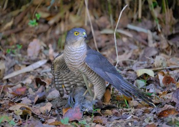 Japanese Sparrowhawk 東京都立桜ヶ丘公園(聖蹟桜ヶ丘) Sun, 11/6/2022