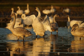 2022年11月6日(日) 潟ノ内(島根県松江市)の野鳥観察記録