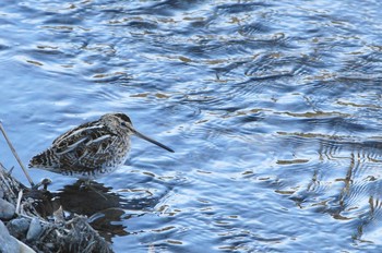 Common Snipe Nogawa Sun, 2/18/2018