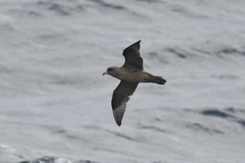 Northern Fulmar 八戸-苫小牧航路 Mon, 10/24/2022