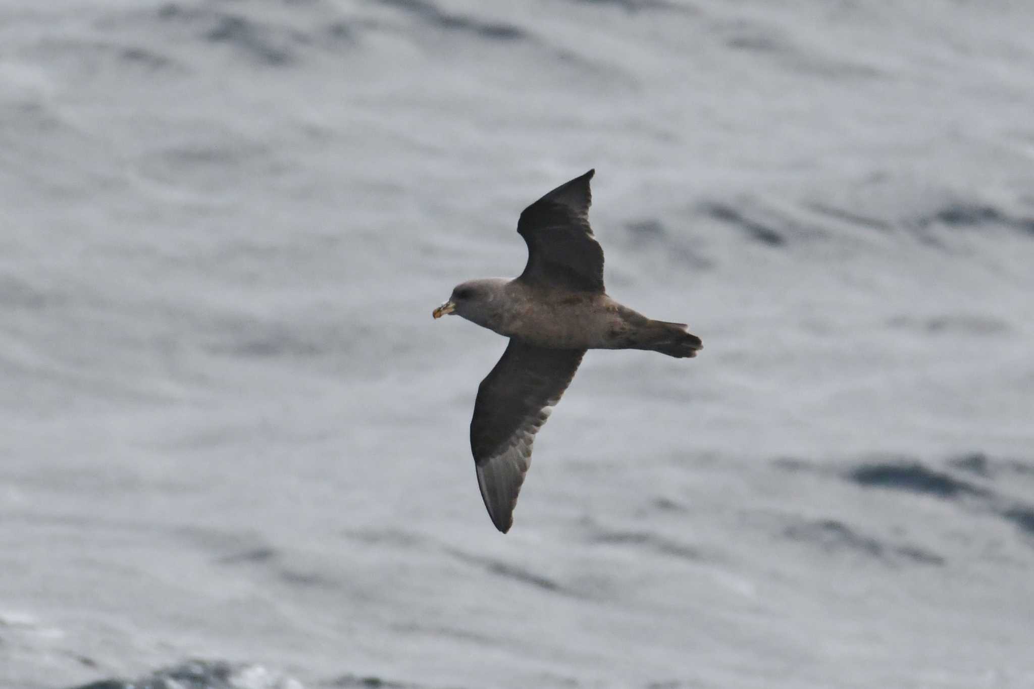 Photo of Northern Fulmar at 八戸-苫小牧航路 by あひる