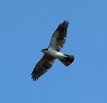 オオタカ 行徳野鳥保護区 2022年10月23日(日)