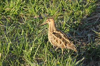 Common Snipe Nogawa Sun, 2/18/2018