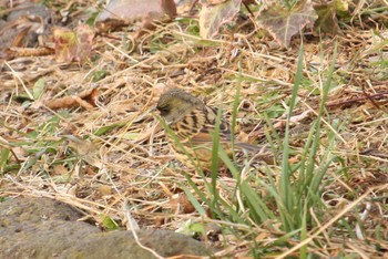 2018年2月11日(日) 源兵衛川の野鳥観察記録