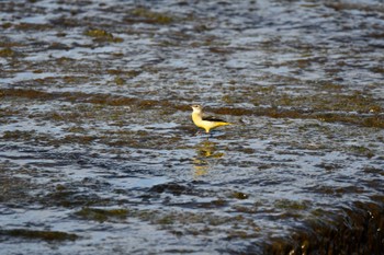 Sun, 10/30/2022 Birding report at Asaba Biotope