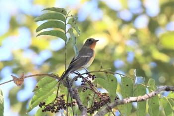 Mugimaki Flycatcher 菊水山 Fri, 10/28/2022