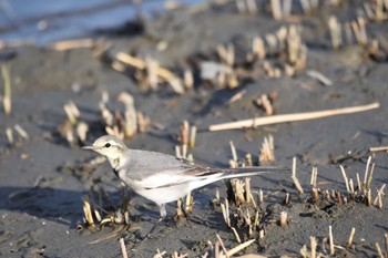 ハクセキレイ 東京港野鳥公園 2022年11月5日(土)