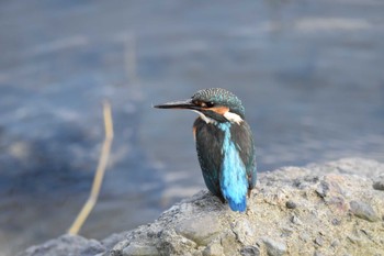 カワセミ 東京港野鳥公園 2022年11月5日(土)