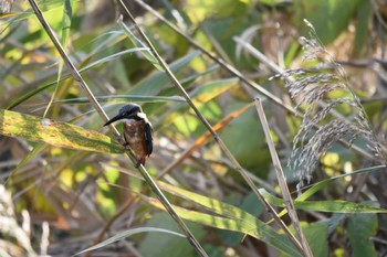 カワセミ 東京港野鳥公園 2022年11月5日(土)