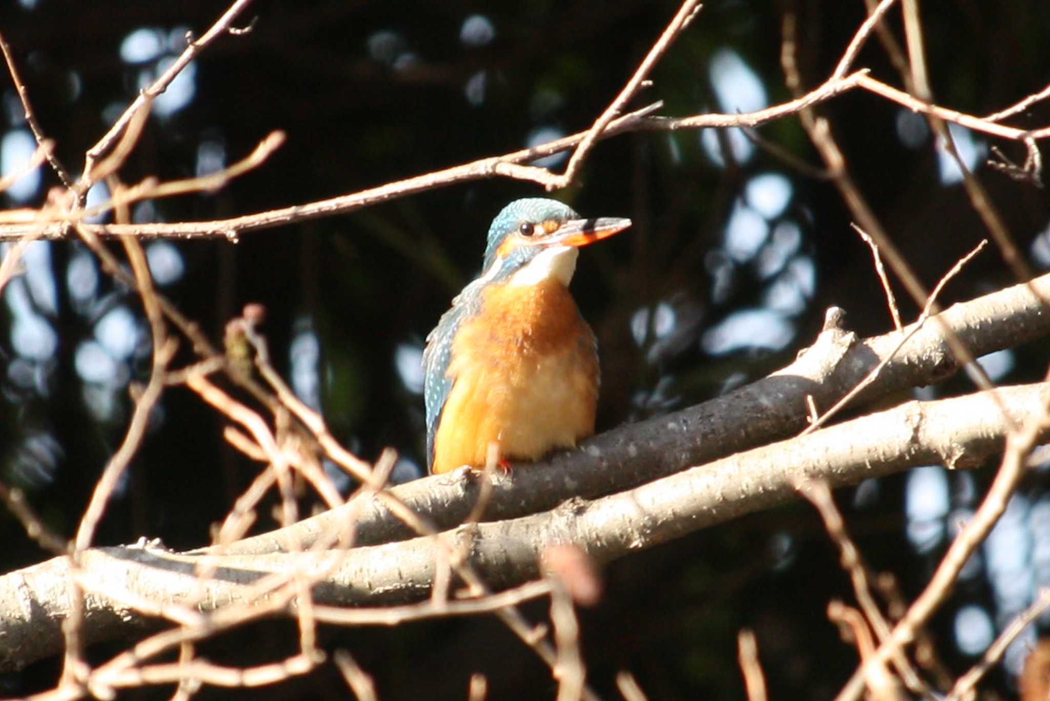 Common Kingfisher