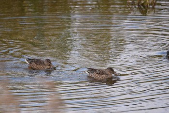 ハシビロガモ 東京港野鳥公園 2022年11月5日(土)