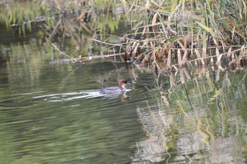 ミコアイサ 東京港野鳥公園 2022年11月5日(土)