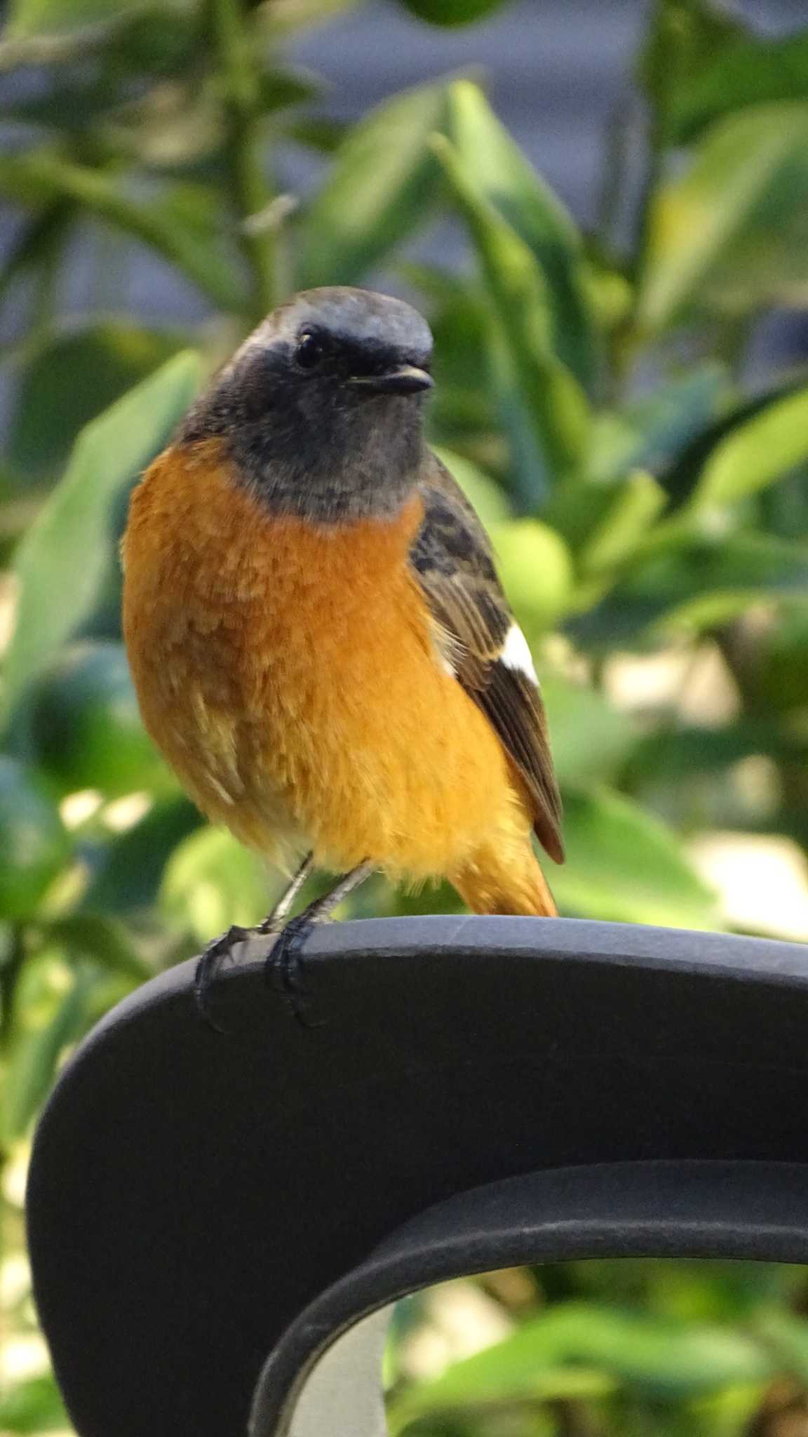 Daurian Redstart